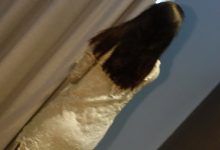 [ROSI写真]2023.06.11 NO.4206[224+1P／282MB]-美图岛