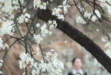 [YITUYU艺图语]2023.05.07 十里春风梨花如雨 薇薇[49+1P／828MB]-美图岛